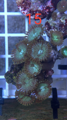 Korallenableger Zoanthus hawaiian peopleeater
