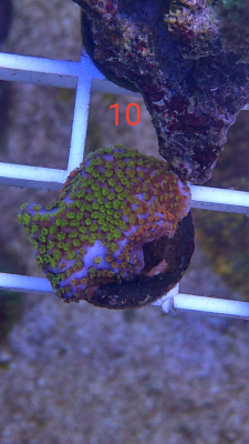 Korallenableger Montipora rainbow