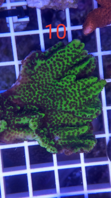 Korallenableger Montipora confusa