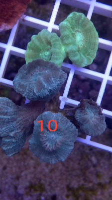 Korallenableger Caulastrea Mint und grün