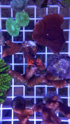 Korallenableger Montipora digitata rot