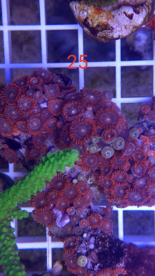 Korallenableger Zoanthus rot 