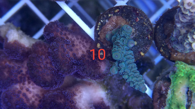 Korallenableger Acropora Blue Matrix 
