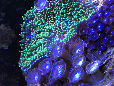 Korallenableger Scheibenanemone