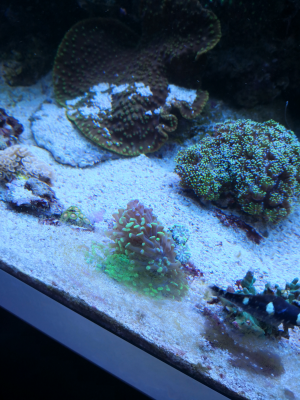 Korallenableger Euphyllia 