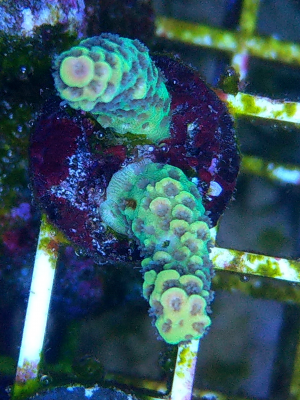 Korallenableger Acropora millepora indo