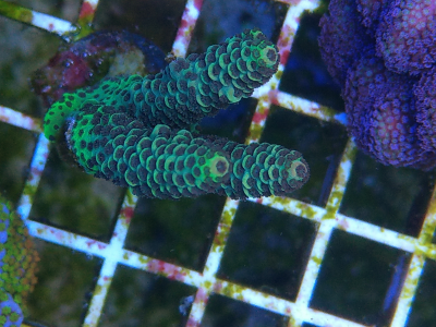 Korallenableger Acropora millepora / prostata