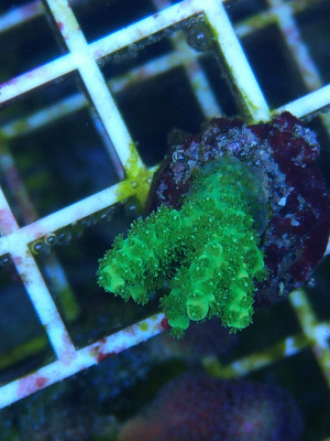 Korallenableger Acropora hyacinthus grün 