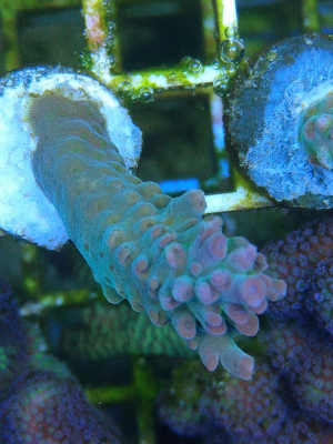Korallenableger Acropora strawberry shortcake 