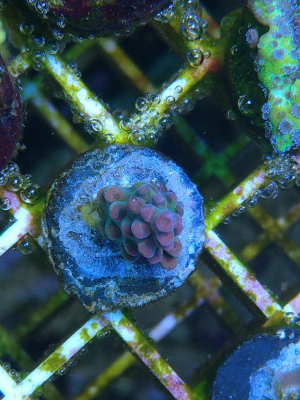 Korallenableger Acropora strawberry shortcake 