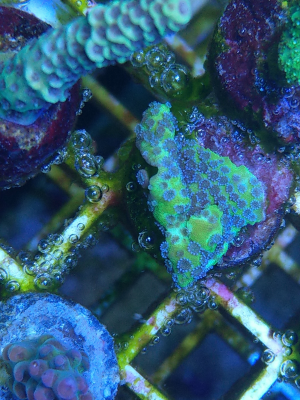 Korallenableger Montipora grün lila