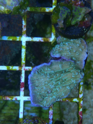 Korallenableger Montipora Mint / Lila rand