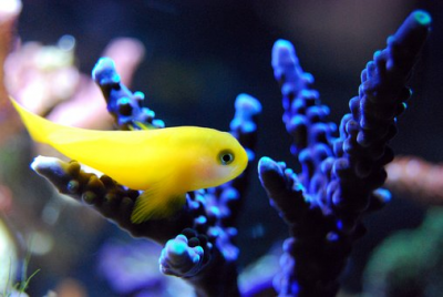 Korallenableger Acropora