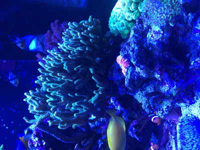 Korallenableger Acropora